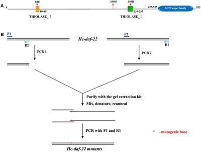 Site-Directed Mutagenesis Study Revealed Three Important Residues in Hc-DAF-22, a Key Enzyme Regulating Diapause of Haemonchus contortus